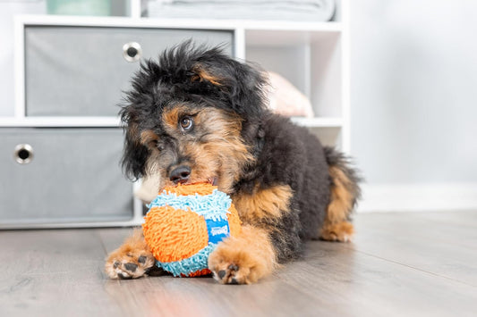 Indoor Fetch Ball – 4.75-Inch Interactive Dog Toy for Boredom & Play