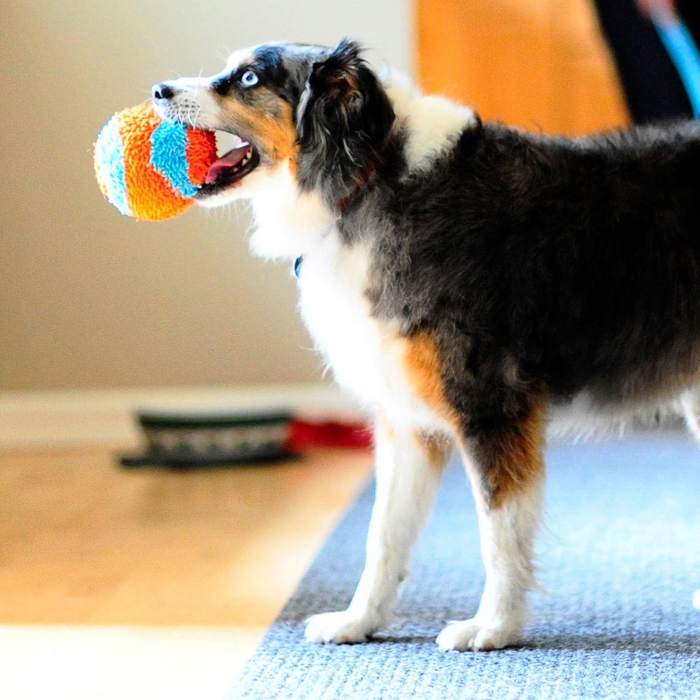 Indoor Fetch Ball – 4.75-Inch Interactive Dog Toy for Boredom & Play