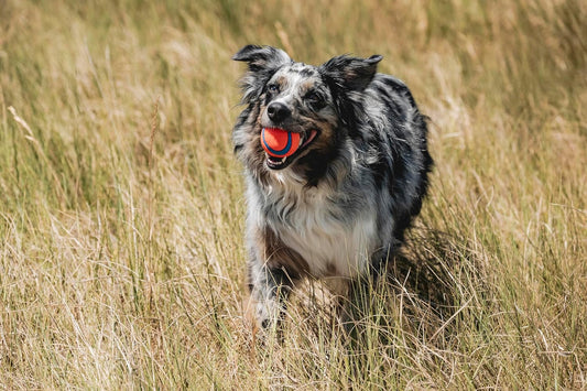 Ultra Ball Dog Toy – Medium 2.5-Inch Fetch Balls for Active Dogs (Pack of 2)