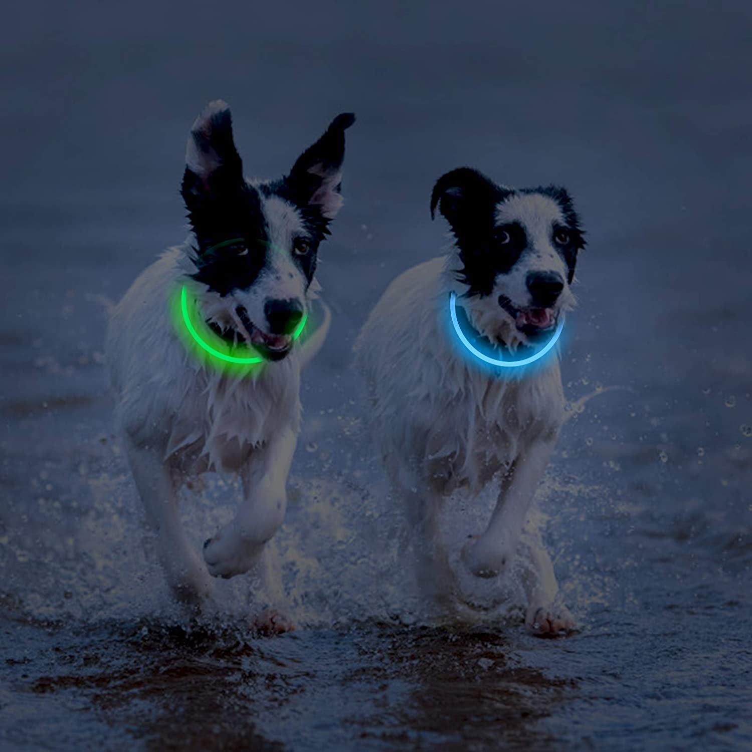 2-Pack LED Dog Collar, Light up Dog Collars,Rechargeable Dog Lights for Night Walking，Universal, Reusable Safety Necklace for Small Medium Large Dogs Green&Blue